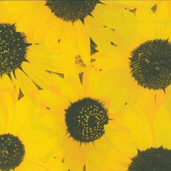 Sunflower Printed Paper Napkins | 120 Count